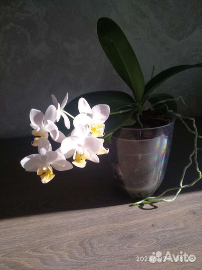 Орхидея