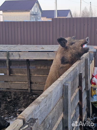 Дикие кабаны