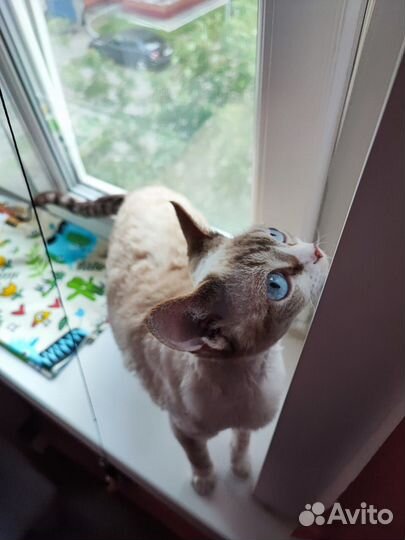 Девон-Рекс кошка