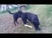 Щенки 9 месяцев, черные, крупные служебные собаки