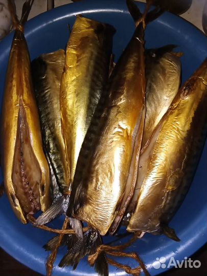 Коптильня горячего и холодного копчения +суш/вялка