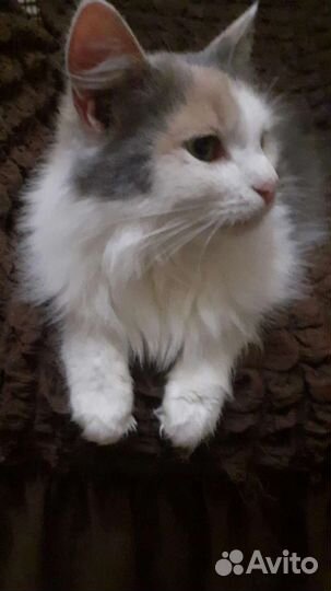 Кошки и кот