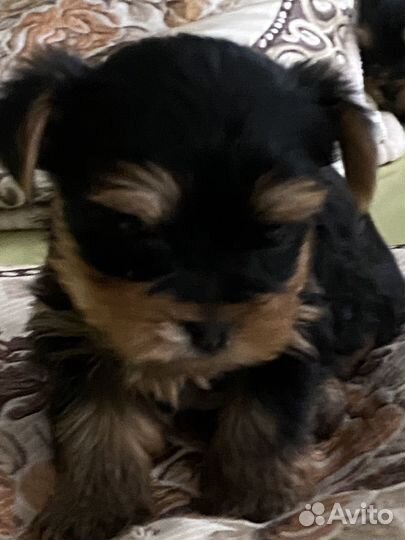 Щенки йорка мини