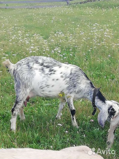 Коза дойная