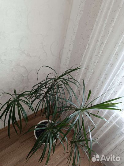 Комнатные цветы драцена