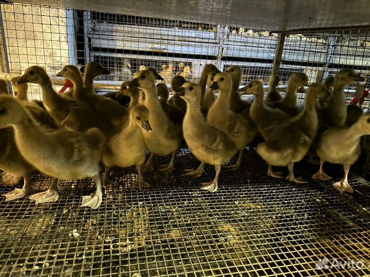 Утки гуси мулард