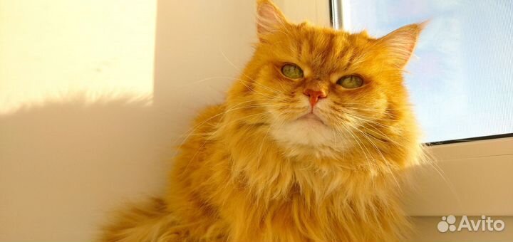 Кошка, в добрые руки