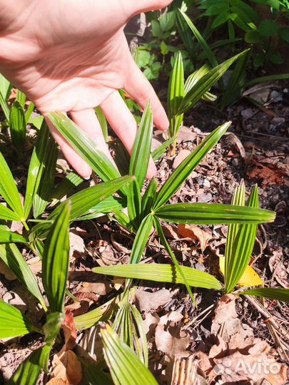 Пальма трахикарпус форчуна (веерная)