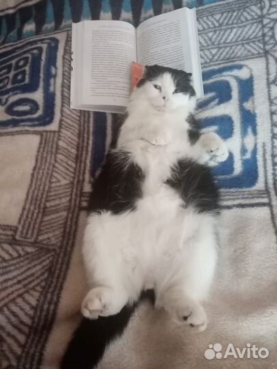 Передержка домашних животных