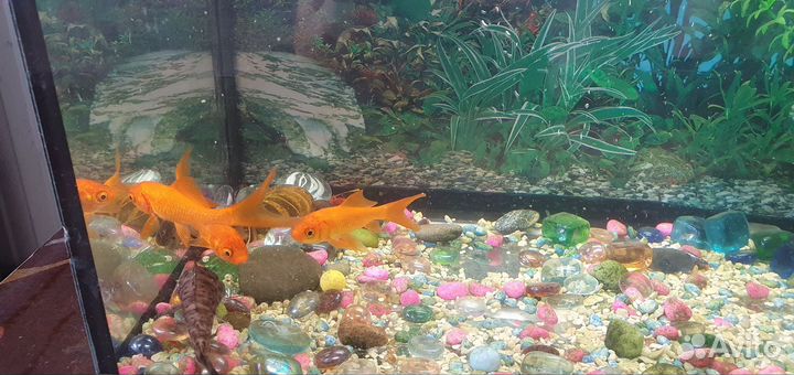Аквариум с рыбками