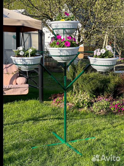 Цветик-семицветик дерево для петунии