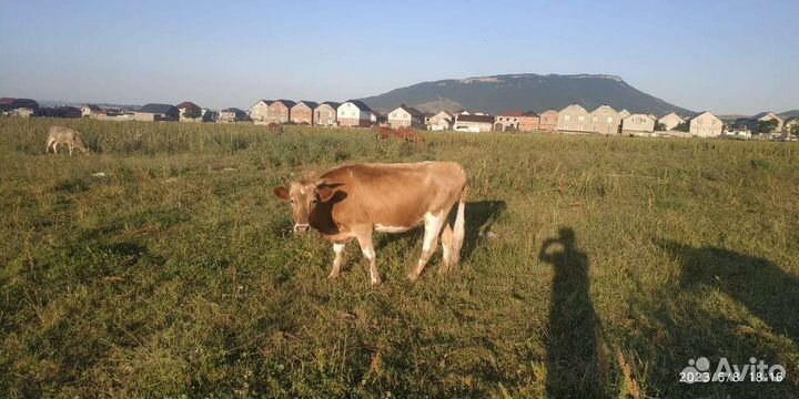 Коровы и бычки