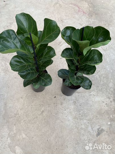 Фикус Лирата Бамбино