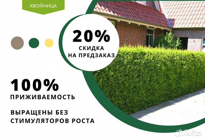 Туя Брабант 1,5 м