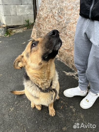 Собака немецкая овчарка
