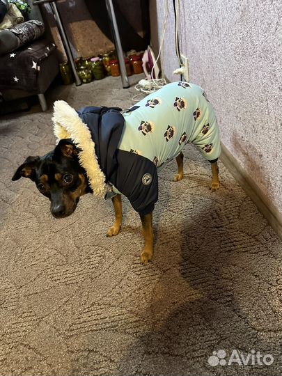 Комбинезон для собаки