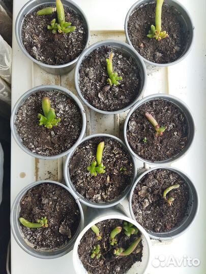 Комнатные растения