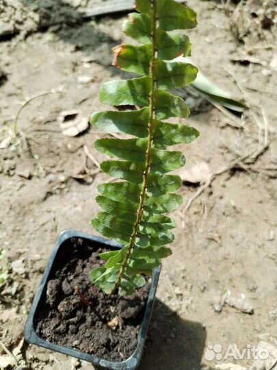 Папоротник