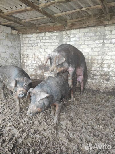 Поросята 