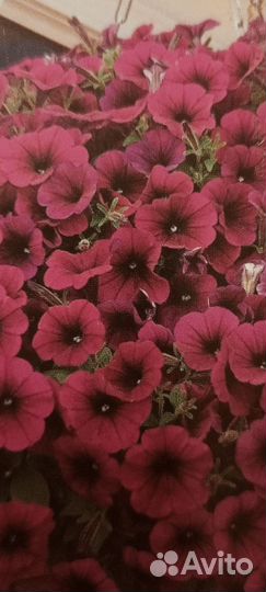 Рассада ампельной петунии из своих семян