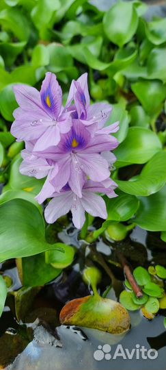 Водяной гиацинт (растения для водоёма)