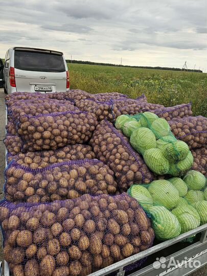 Картофель Липецк