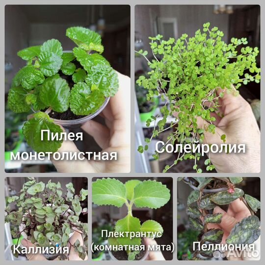 Комнатные цветы