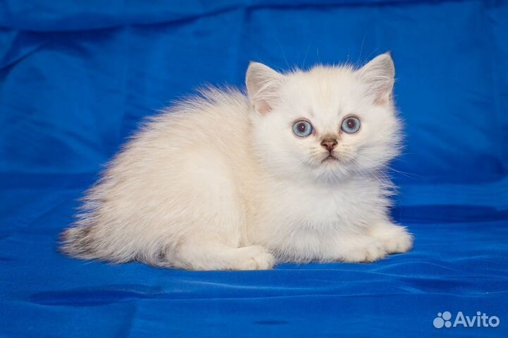 Британский котенок Ny 11 33