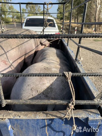 Свиньи живым весом