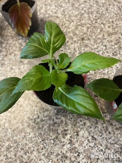 Домашние цветы