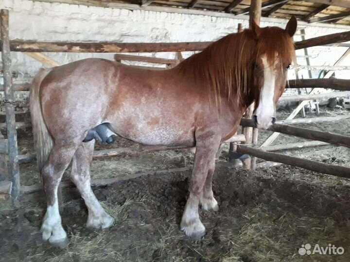 Жеребчики и жеребец