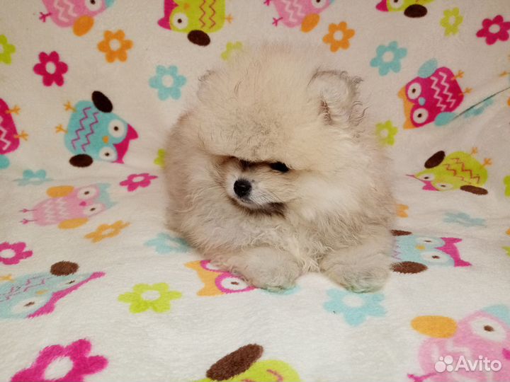 Шпиц Померанский девочка в медвежьем типе