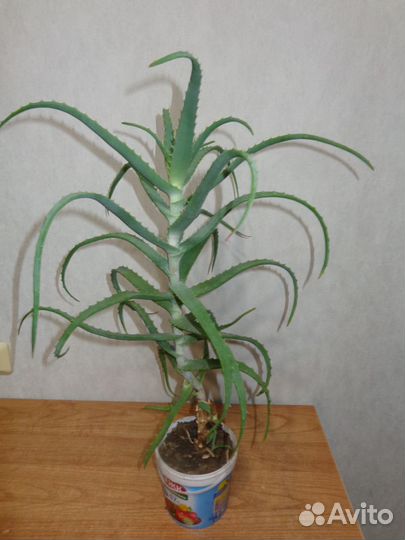 Алое - лечебный цветок