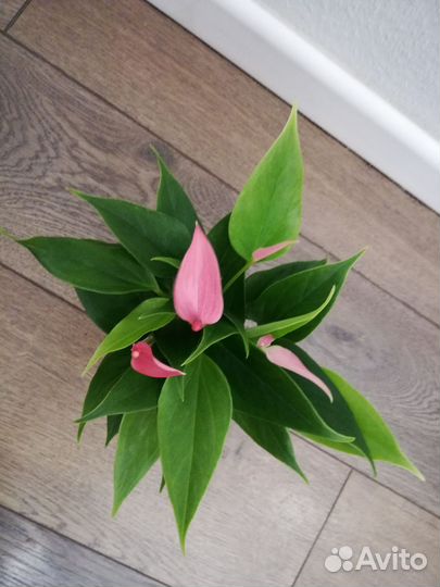 Антуриум Лили, Лили Вайт, Ливиум Микро, Матата