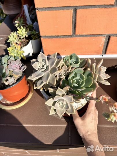 Редкие суккуленты набор композиция цветы подарок