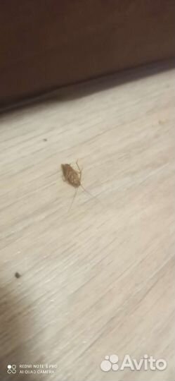 Отрава от тараканов и муравьёв