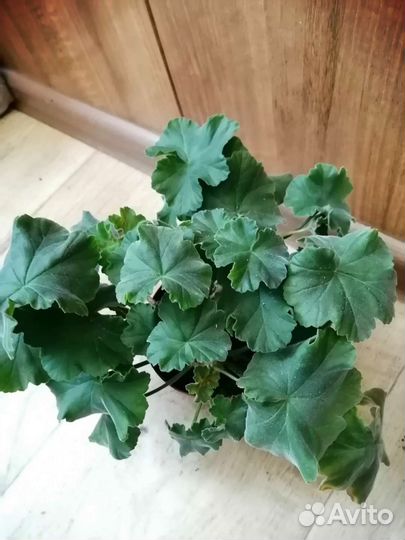 Пеларгонии сортовые