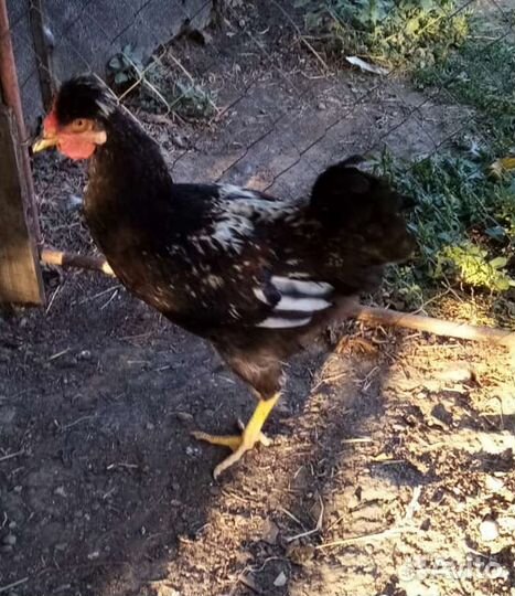 Петушки Доминант на племя