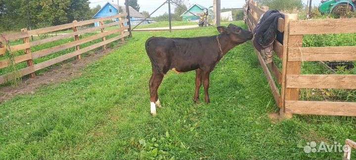 Телочка 3 месяца