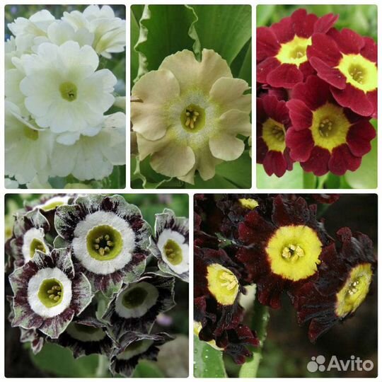 Семена ушковых примул (аурикул)