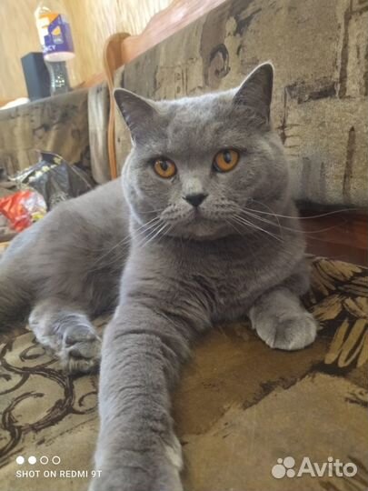 Отдам бесплатно кота