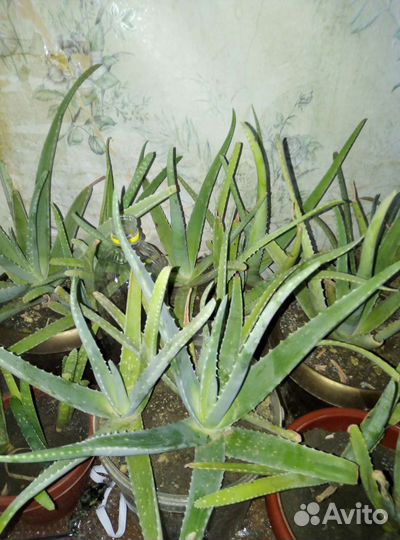 Кактус, алоэ