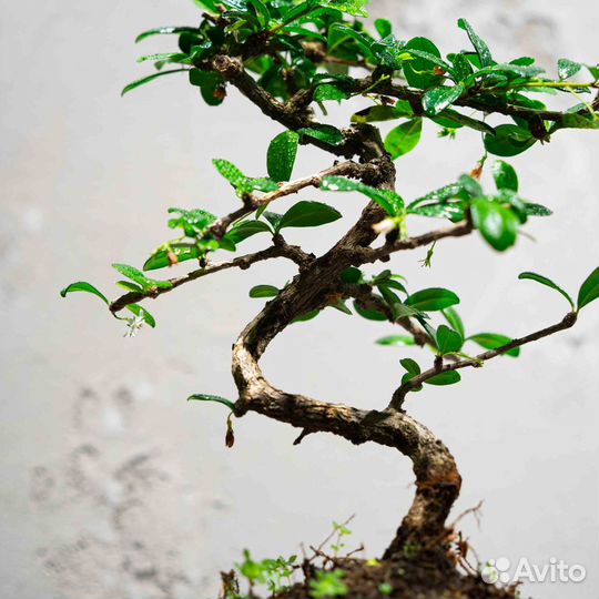 Дерево Бонсай- Кармона, цветущее дерево 12 лет