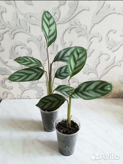 Ктенанта(калатея) деленки