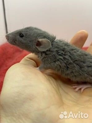 Крысята, Дамбо, из питомника sweet rat