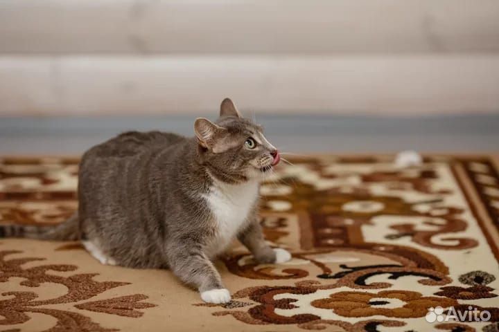 Есения ищет дом