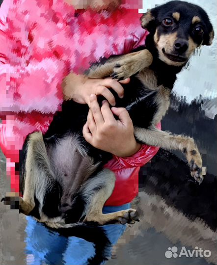 Отдам в добрые руки