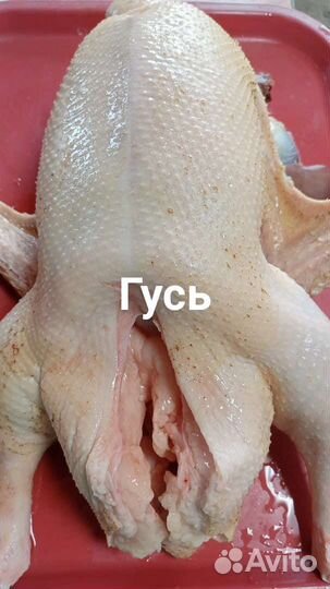 Мясо домашнего бройлера, мулард, гуся, курицы,утки