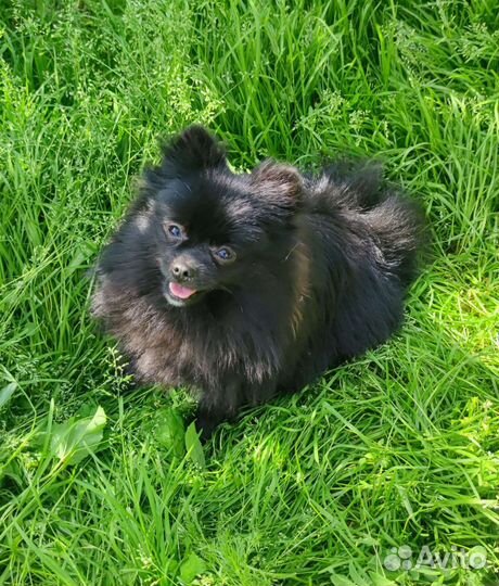 Померанский шпиц черная мини девочка