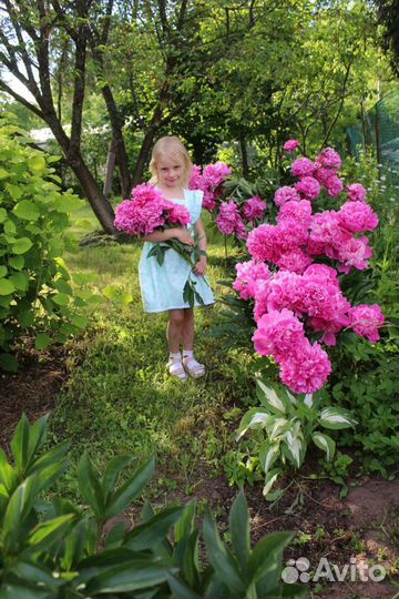 Деленки пион розовый махровый корни Сара Бернар